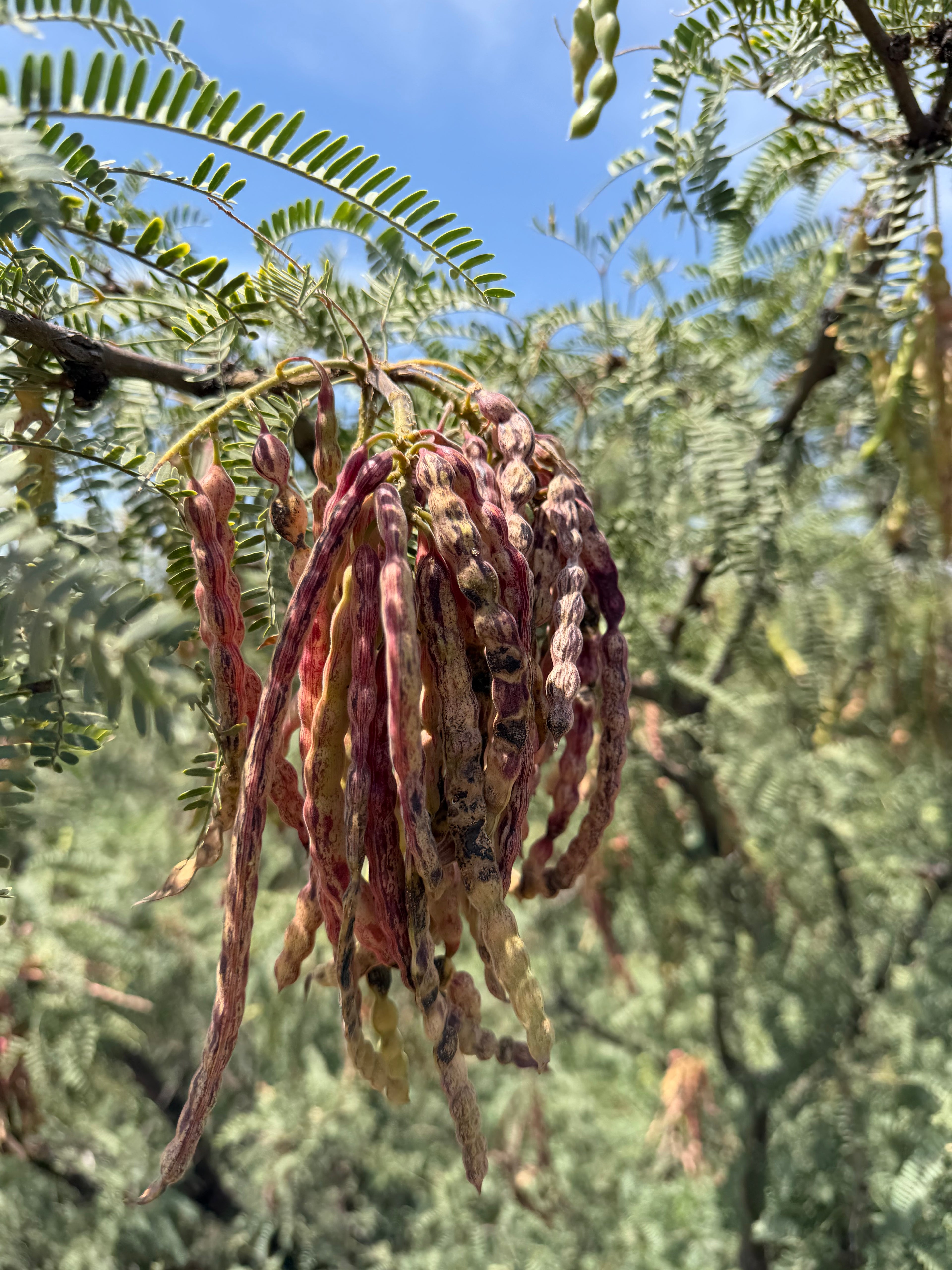 Honey Mesquite Jelly