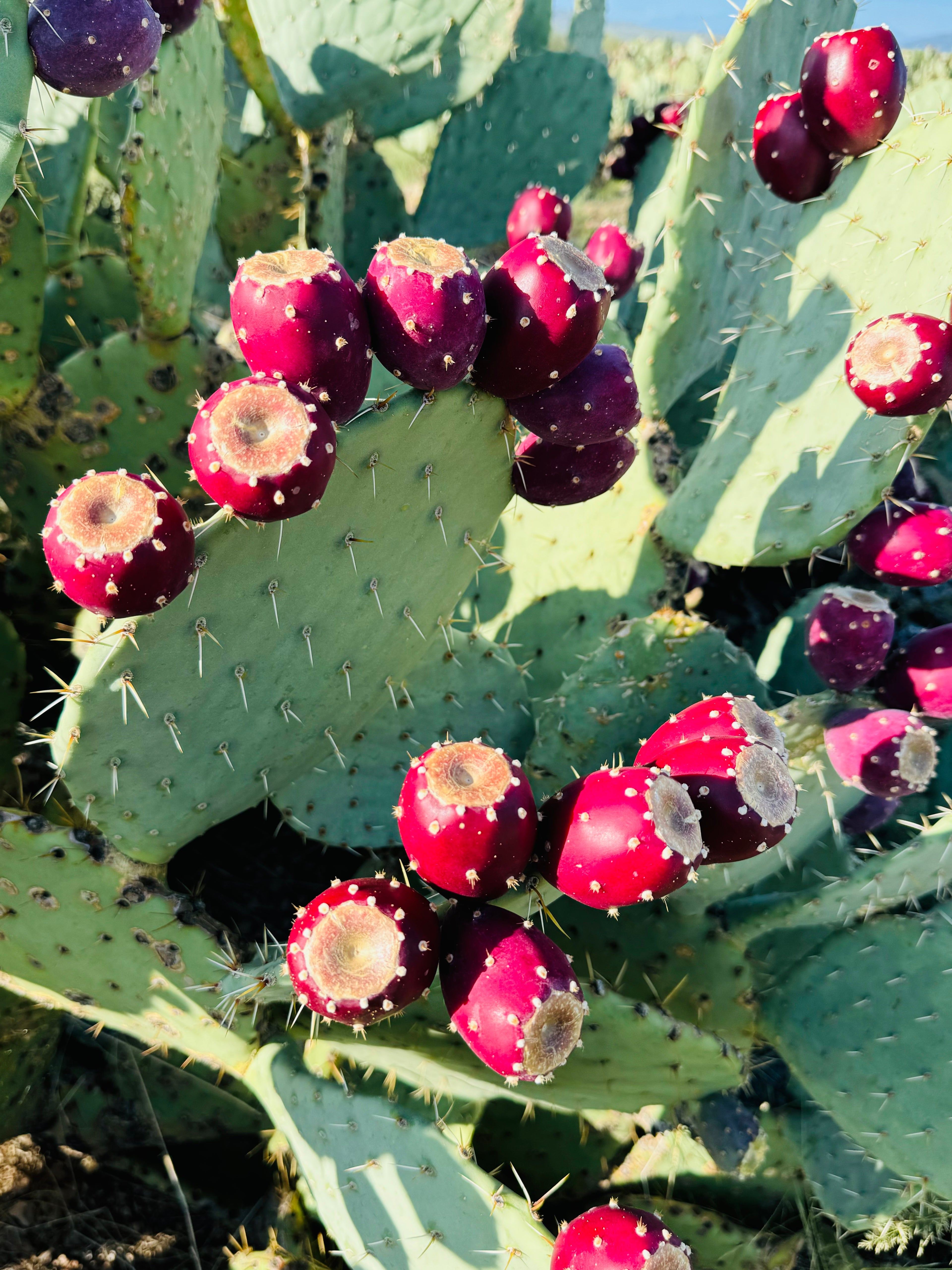 Prickly Pear Jelly